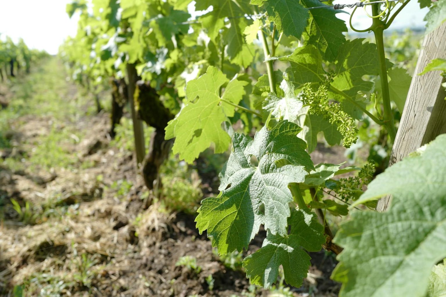 Lanson Champagne erfgoed: een uitdrukking van traditie en kwaliteit uit Reims sinds 1760